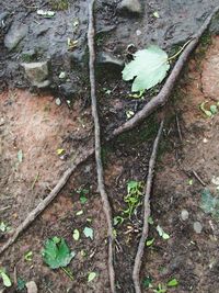 Close-up of tree trunk