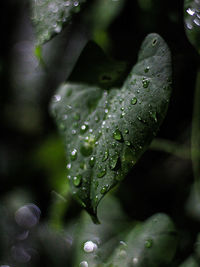 Close-up of water drops on leaves