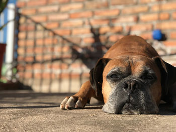 Portrait of dog resting on footpath