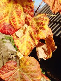 Close-up of leaves in water