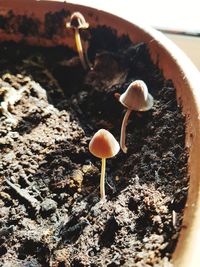 Close-up of mushrooms