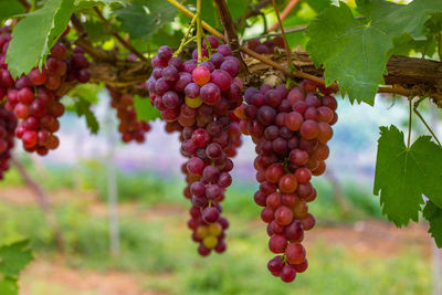 Fruits growing in vineyard