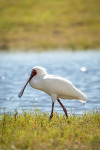 African spoonbill walks down riverbank in sunshine