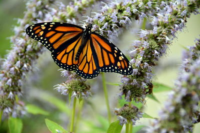 Close-up of butterfly on flower