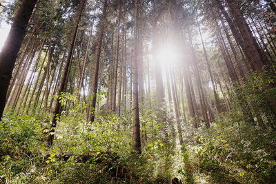 Low angle view of sunlight streaming through trees in forest