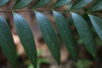 Full frame shot of plant