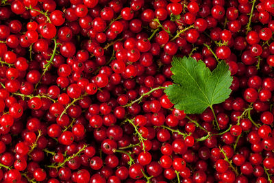 Full frame shot of red berries