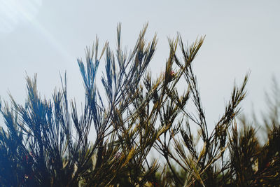 Close-up of stalks against clear sky