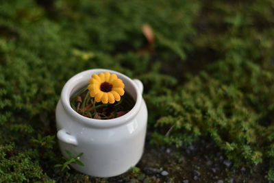 Close-up of flower growing in grass