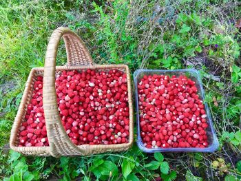 High angle view of strawberries in basket