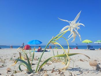 Plant on beach against clear blue sky