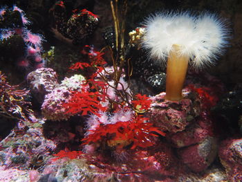 Close-up of coral in water