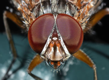 Close-up of fly