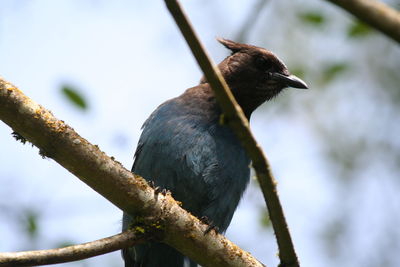 Low angle view of bird perching on tree