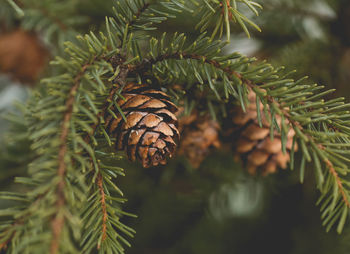 Close-up of pine cones on tree branches