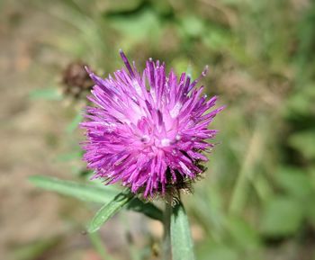 Close-up of thistle flower