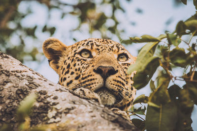 Low angle view of leopard on tree