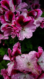 Close-up of pink flowers