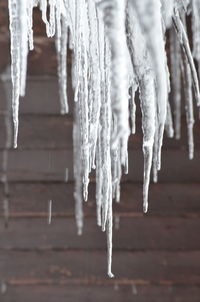 Close-up of icicles hanging on wood during winter