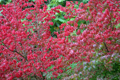 Full frame shot of pink flowering plants