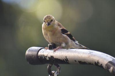 Close-up of bird perching on a branch