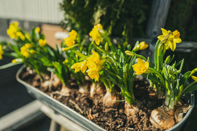 Close-up of yellow flowering daffodils  on wall