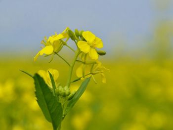 Close up of yellow flower