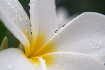 Close-up of wet white flower