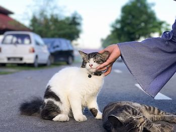 Close-up of hand on cat