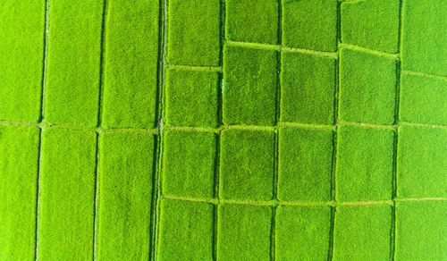 Full frame shot of grassy field