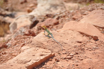 Close-up of insect on rock