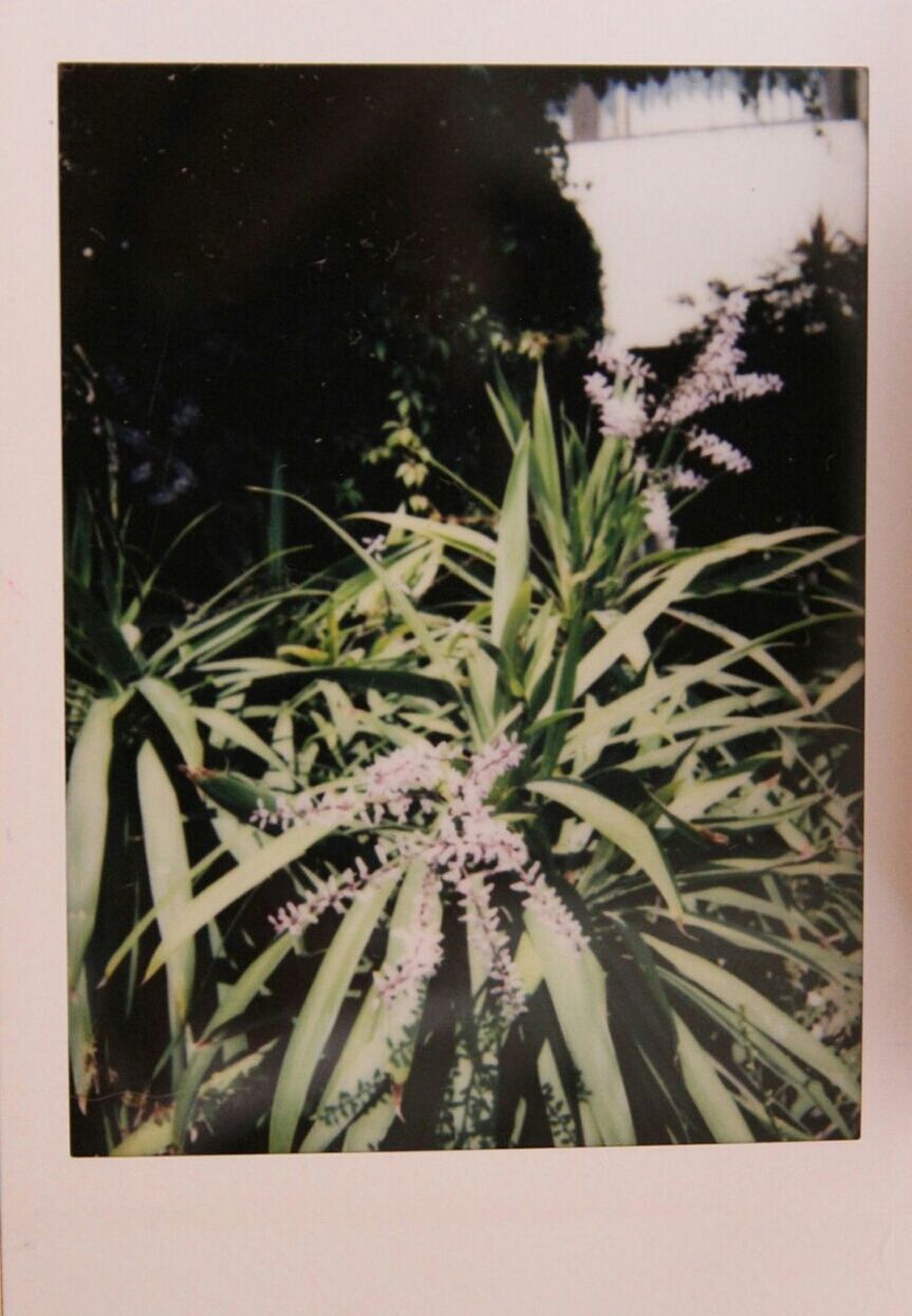 plant, growth, nature, no people, outdoors, close-up, day