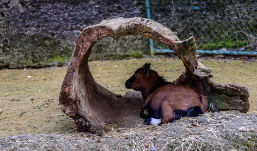 View of a horse on field