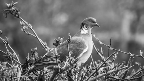 Close-up of bird perching on plant