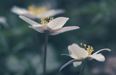 Close-up of flower blooming outdoors