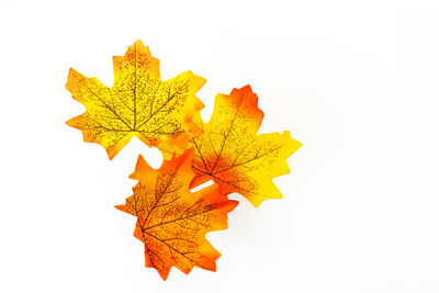 Close-up of maple leaf against white background