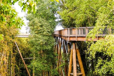 Bridge amidst trees and plants in forest