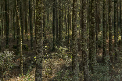 Pine trees in forest
