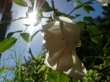 Close-up of white flowers