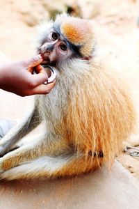 Close-up of hand holding monkey