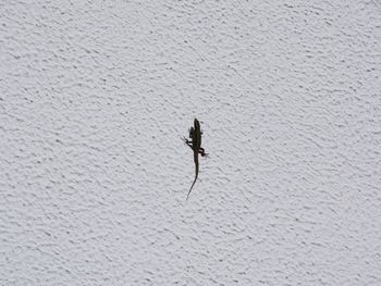 Lizard on white wall during sunny day