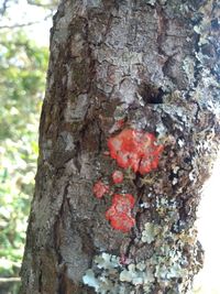 Close-up of lichen on tree trunk