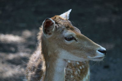 Close-up of deer looking away