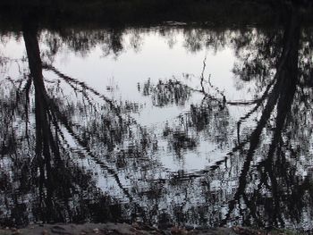 Reflection of trees in lake