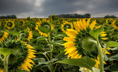 Close-up of yellow flowering plant on field against sky