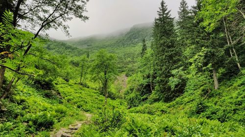 Scenic view of forest