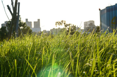 Close-up of grass growing in city against clear sky