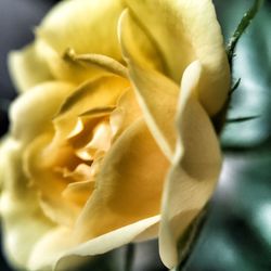 Close-up of yellow flower blooming outdoors