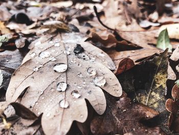 Close-up of raindrops on dry leaves