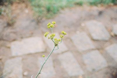 Close-up of flower blooming outdoors